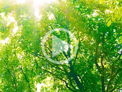 Collective Guidance Meditation