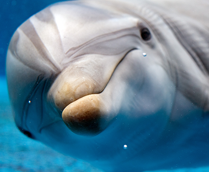 My mother's dolphin healing established the Dolphin Energy Club image