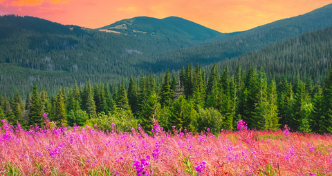 The Benefits of Setting Up Your Special Place in Focus 27