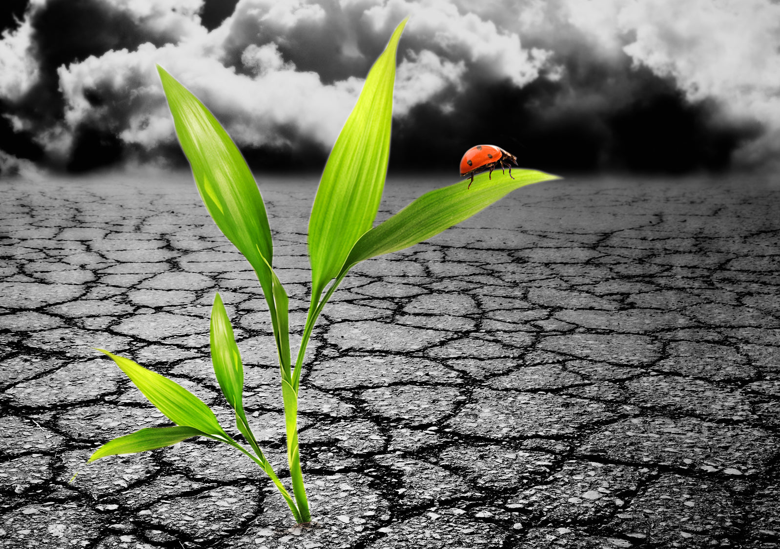 12 Tips for Flourishing in Uncertain Times