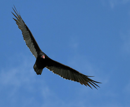 Totem Animal Lands at TMI image