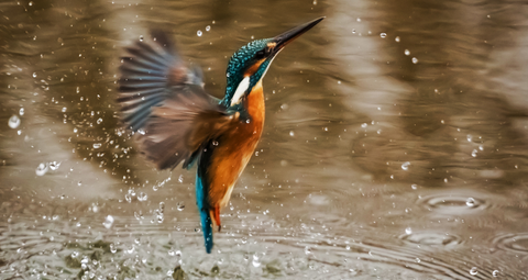 Consciousness Expanding: Into the Forbidden Zone