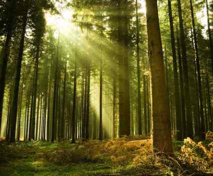 Death, Another Expression of Divine Life—How I Nurture Spirit while Living with Cancer  image